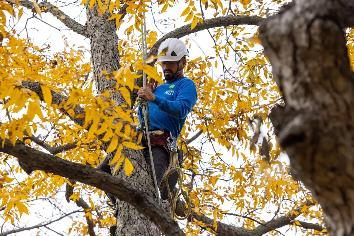 Skilled Tree Trimming crew working in Hogeland