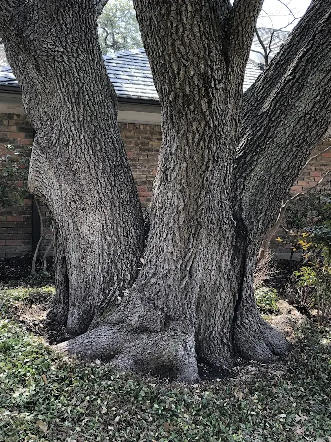 Mature heritage tree close to a Hogeland property cared for by certified arborists